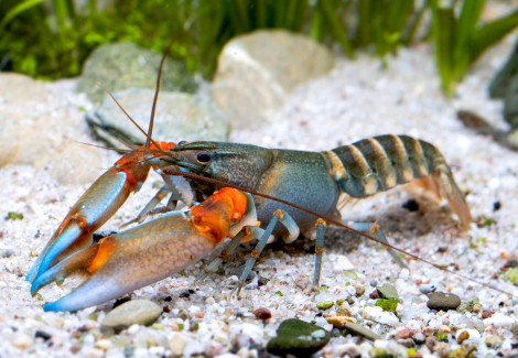 Cherax Peknyi Blue Tip Tiger M