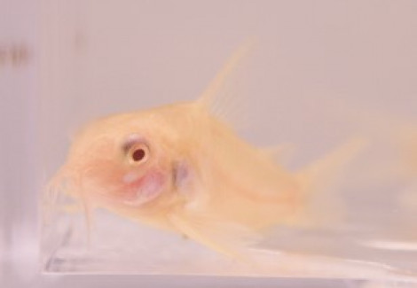 Corydoras Aeneus Albino M