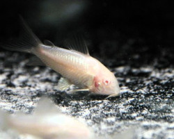 Corydoras Aeneus Albino Ml