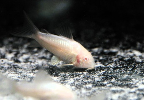 Corydoras Aeneus Albino Ml