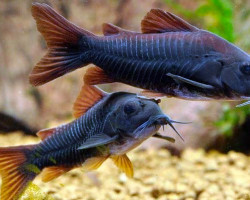 Corydoras Aeneus Black Venezuela M