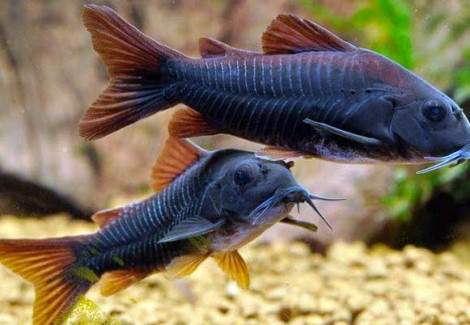 Corydoras Aeneus Black Venezuela M