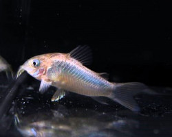 Corydoras Aeneus M