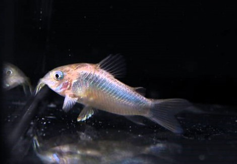 Corydoras Aeneus M