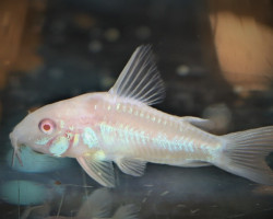 Corydoras Paleatus Albino M