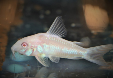 Corydoras Paleatus Albino M