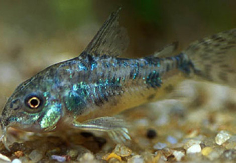 Corydoras Paleatus M