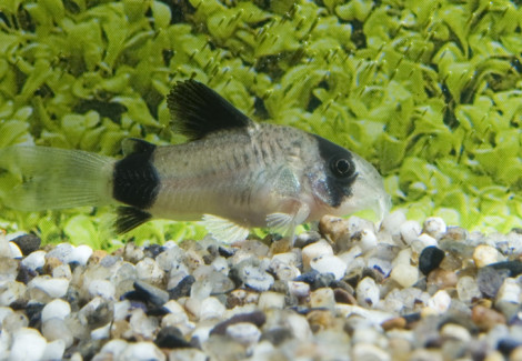 Corydoras Panda