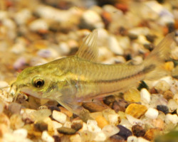 Corydoras Pygmaeus L