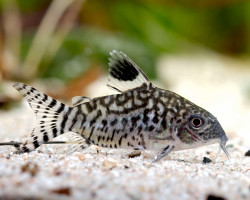 Corydoras Reticulatus L