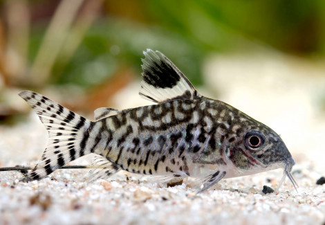 Corydoras Reticulatus L