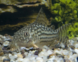 Corydoras Sterbai Ml