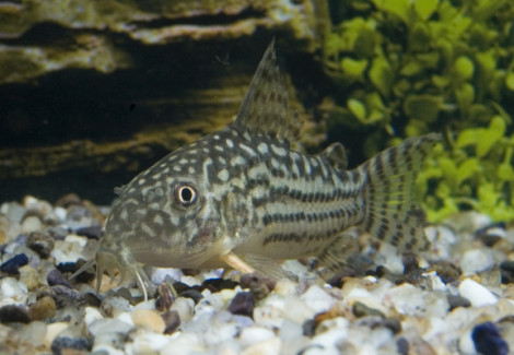 Corydoras Sterbai Ml