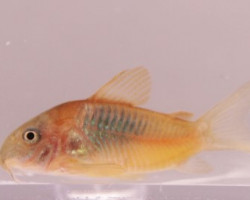 Corydoras Venezuela Orange Ml