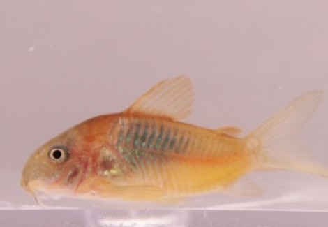 Corydoras Venezuela Orange Ml