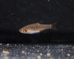 Danio Herythromicron L