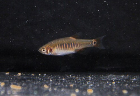 Danio Herythromicron L