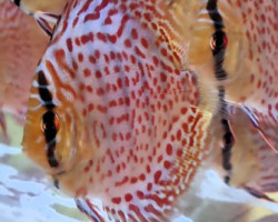 Discus  Leopard 10-12 Cm