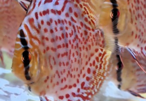 Discus  Leopard 10-12 Cm