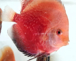 Discus  Peackock 10-12 Cm