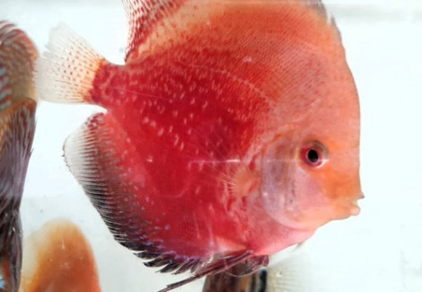 Discus  Peackock 10-12 Cm