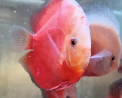 Discus  Red Valentine 5 Cm