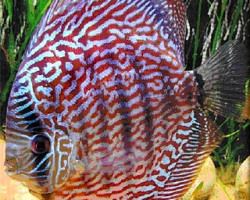 Discus  Rosso Turchese 10-12 Cm