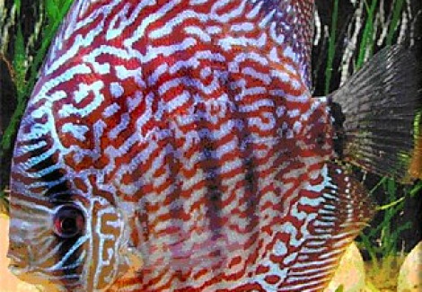 Discus  Rosso Turchese 10-12 Cm