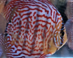 Discus  Rosso Turchese Brillant 10-12 Cm