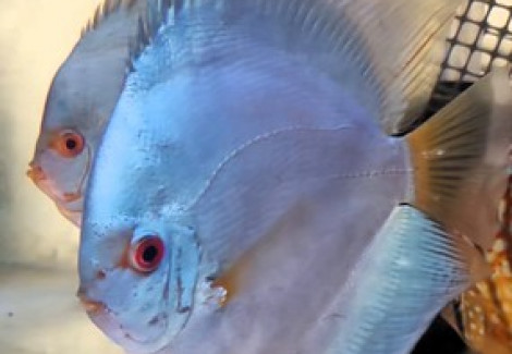 Discus Blue Diamond 5 Cm