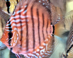 Discus Brown 10-12 Cm