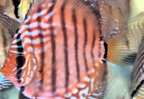 Discus Brown 10-12 Cm