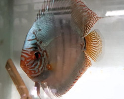 Discus Cobalt 10-12 Cm