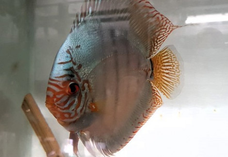 Discus Cobalt 10-12 Cm