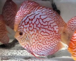 Discus Pigeon Checkerboard  5 Cm