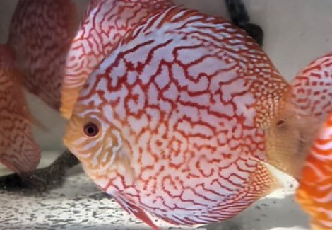 Discus Pigeon Checkerboard  5 Cm