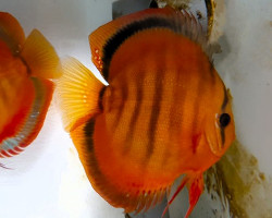 Discus Rosso Rose 10-12 Cm