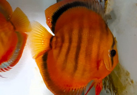 Discus Rosso Rose 10-12 Cm