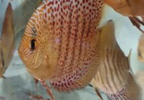 Discus Snake Coral 10-12 Cm