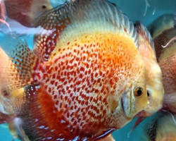 Discus Snow Leopard  5,5 Cm