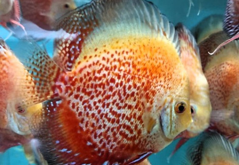 Discus Snow Leopard  6-7 Cm