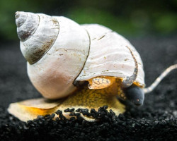 Filopaludina Martensi White Xl