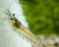 Gambero Vetro/Caridina Japonica Ml