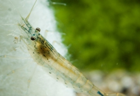 Gambero Vetro/Caridina Japonica Ml