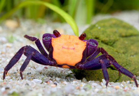 Geosesarma Sp. Orange Black Eye 2-3Cm