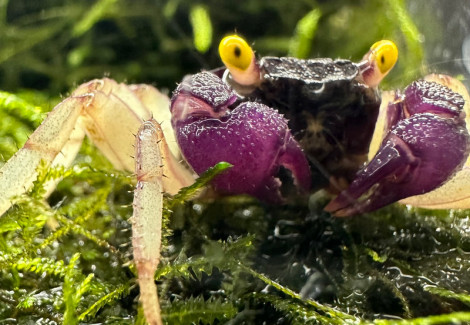 Geosesarma Sp. Orchid Vampire 2-3Cm