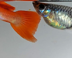 Guppy Coppia Red Nose L