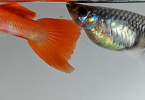 Guppy Coppia Red Nose L