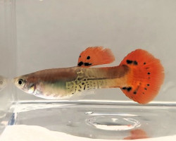 Guppy Maschi K.C. Rosso Xl