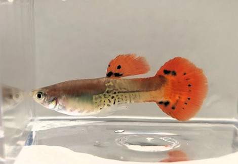 Guppy Maschi K.C. Rosso Xl